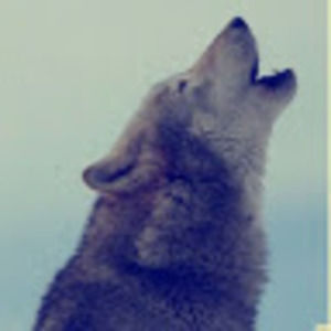 Meet your Posher, Rogthedodge